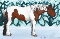 Horse Color:Bay Tobiano 
