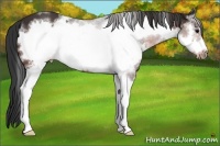 Horse Color:White Spotted Brown Frame 