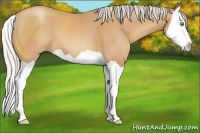 Horse Color:Silver Amber Champagne Splash