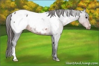 Horse Color:Brown Roan Appaloosa 
