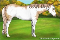 Horse Color:Gold Champagne Splash Frame 