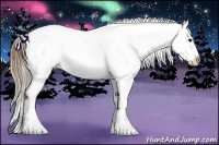 Horse Color:Buckskin Ice Appaloosa Rabicano 