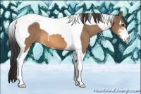 Horse Color:Buckskin Sabino Tobiano