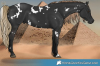 Horse Color:White Spotted Liver Chestnut 