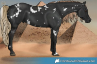 Horse Color:White Spotted Liver Chestnut 
