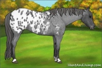 Horse Color:Blue Roan Appaloosa 