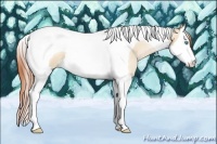 Horse Color:Buckskin Pearl Dun Splash Tobiano 