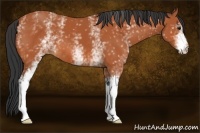 Horse Color:White Spotted Bay 
