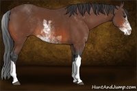 Horse Color:Bay Sabino 