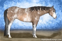 Horse Color:White Spotted Buckskin Roan Rabicano 