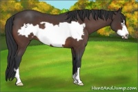 Horse Color:Bay Roan Frame