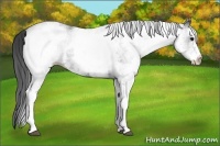 Horse Color:White Spotted Smoky Black