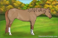 Horse Color:Red Dun 