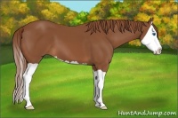 Horse Color:Chestnut Splash