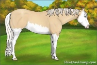 Horse Color:Gold Cream Champagne Splash 