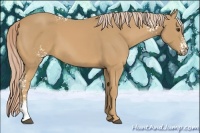 Horse Color:White Spotted Palomino