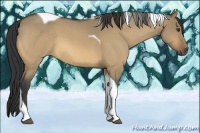 Horse Color:Buckskin Roan Dun Tobiano