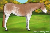 Horse Color:White Spotted Chestnut 