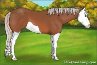 Horse Color:Silver Bay Splash 