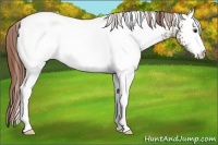 Horse Color:White Spotted Chestnut Appaloosa 