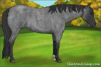 Horse Color:Blue Roan 