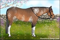 Horse Color:White Spotted Buckskin Tobiano 