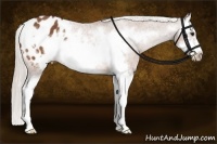 Horse Color:Silver Bay Sabino Splash Frame Appaloosa Rabicano 
