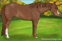 Horse Color:Chestnut 