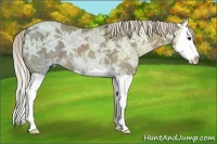 Horse Color:Chocolate Palomino Ice Splash