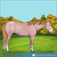 Horse Color:Watercolor Red Dun Splash 
