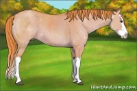 Horse Color:Watercolor Red Dun Splash 