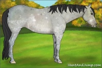 Horse Color:Buckskin Ice 