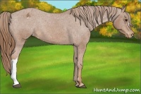 Horse Color:Chestnut Appaloosa Rabicano 