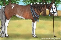Horse Color:Bay Splash Appaloosa Rabicano 
