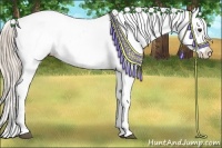 Horse Color:Palomino Appaloosa Rabicano 