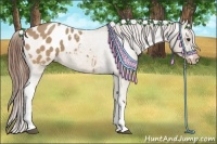 Horse Color:Red Dun Appaloosa 