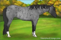 Horse Color:Blue Roan Rabicano