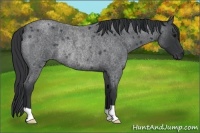 Horse Color:Blue Roan Rabicano
