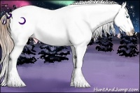 Horse Color:Buckskin Ice Pearl Splash Appaloosa