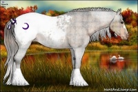 Horse Color:Plaid Brown Appaloosa Rabicano