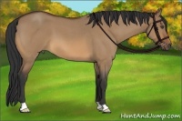 Horse Color:Bay Roan Dun 