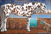 Horse Color:Bay Splash Appaloosa 