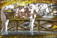 Horse Color:Liver Chestnut Sabino Appaloosa 