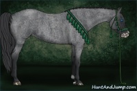Horse Color:Blue Roan Frame