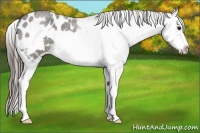 Horse Color:Grullo Roan Splash Frame Appaloosa 
