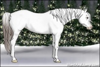 Horse Color:Liver Chestnut Appaloosa 