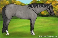 Horse Color:Smoky Grullo Roan 