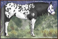 Horse Color:Black Splash Frame Appaloosa