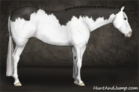 Horse Color:Liver Chestnut Splash