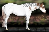 Horse Color:White Spotted Chestnut Splash Tobiano Frame 